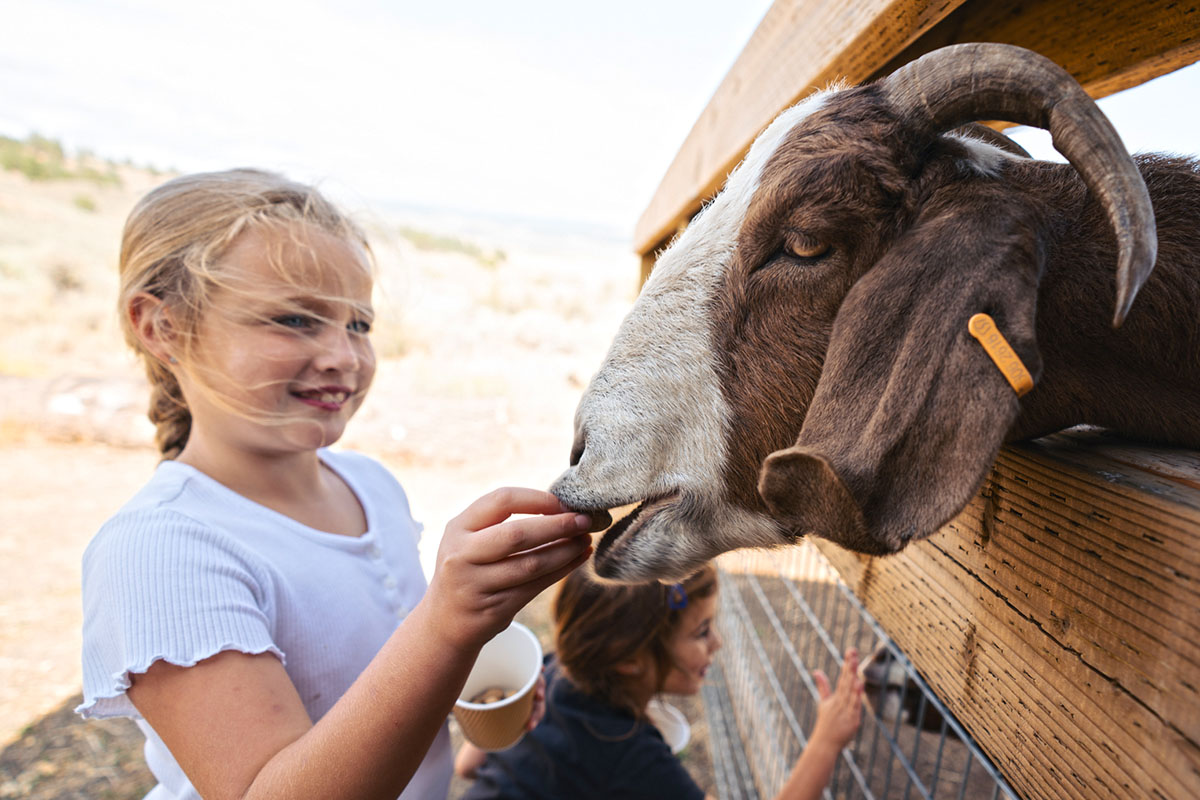 Goat Feeding